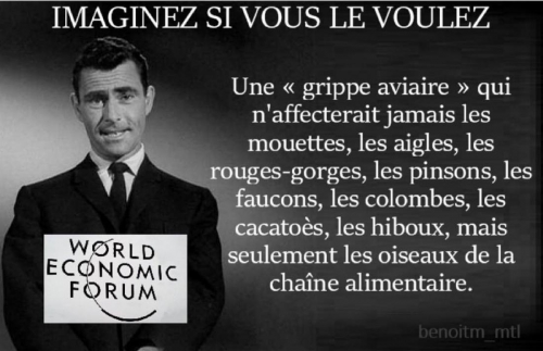 Grippe aviaire.jpg