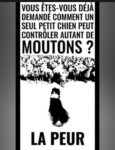 Moutons.jpg