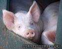 grippe porcine 2.jpg
