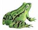 grenouille.jpg
